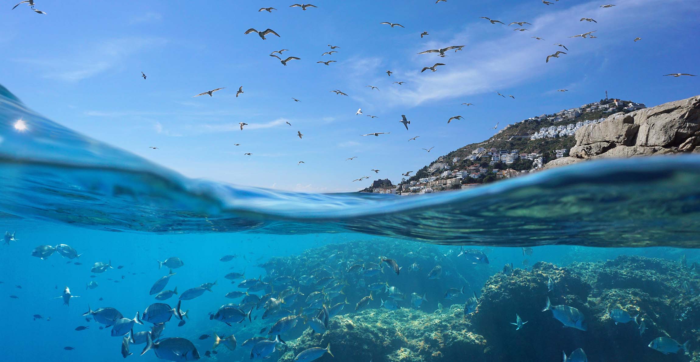 Unraveling the Ocean's Mysteries: Currents, Volcanoes, and Biodiversity