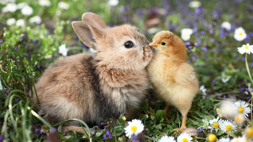 Unveiling the Intricacies of Animal Behavior: From Migration to Survival